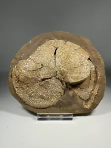 Partial Ammonite Fossil With Iridescence In Ironstone Concretion South Dakota - Picture 1 of 6