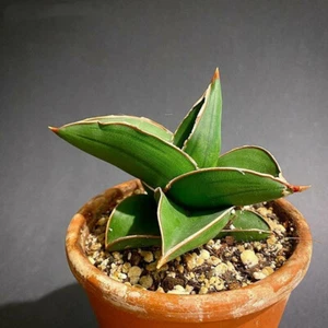 6CM Succulent Plant Sansevieria Ehrenbergii Samurai Home Garden Beautiful Plant - Picture 1 of 12
