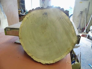Baumscheibe, Holzscheibe, 45 x 3 cm, Eiche, teilweise ohne Rinde - Bild 1 von 4
