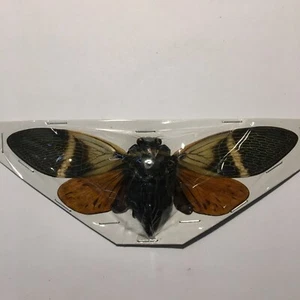 Juego Real Insecto/Mariposa/Polilla B2010 Cicada XXLarge Raro Angamiana floridula - Imagen 1 de 2