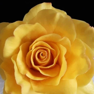 Rose Zuckerblume aus Fondant als Tortendekoration für Motivtorten, TortenDekor - Bild 1 von 4