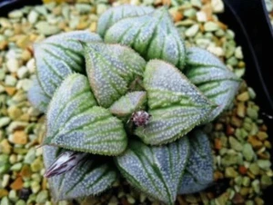 Haworthia Picta Aoimatsuri' 6cm diameter #d - Picture 1 of 3