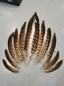 X-IHH28 Menge 12 Hybrid Reeves Ringhals Kreuz Fasan Schwanz Feder - Bild 1 von 3