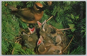 Bird Cedar Waxwing Animals Vintage Postcard Fledgings - Foto 1 di 2