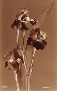 FLOWERS 6 CARDS SHOWING VARIOUS FLOWERS B - Foto 1 di 12