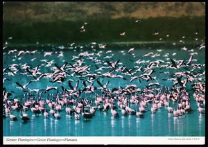 Greater Flamingoes John Hinde Bird Postcard - Picture 1 of 2