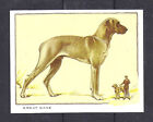 1934 UK Dog Full Body Portrait Gallaher Cigarette Large Trade Card GREAT DANE