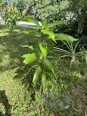 super alphonso mango tree Self Pollinated - Image 1 of 3