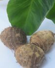 3 Taro 1" Roots Bulbs Edible Tropical Elephant Ear Colocasia Live Plant Fresh :)