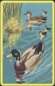 Playing Cards Single Card Old Vintage * DUCK FAMILY SWIMMING * Art Picture Ducks - Picture 1 of 3