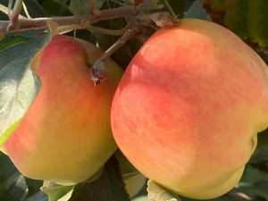 5 Anna Apple STICK CUTTINGS with BUD for GRAFTING or Planting - Picture 1 of 13