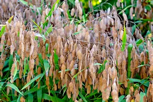 NORTHERN SEA OATS, 200 SEEDS, CHASMANTHIUM LATIFOLIUM, RIVER OATS - Picture 1 of 15