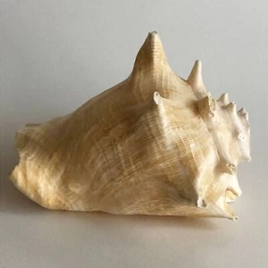 GROßE Königin gehörnte Muschel Muschel Maritim Strand Dekor 8"x7"x5,5" - Bild 1 von 12
