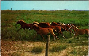 Ponies on National Park Range Ocracoke Island NORTH CAROLINA CHROME POSTCARD D3 - Picture 1 of 2
