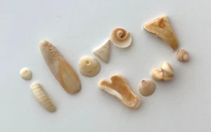 A forma di lettera naturale TI AMO! conchiglie da spiaggia arte artigianale conchiglia parola ❤️ 🇺🇸US - Foto 1 di 12