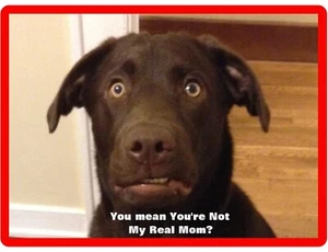Funny Chocolate Labrador Retriever Mom? Dog Refrigerator / Tool Box Magnet - Picture 1 of 1