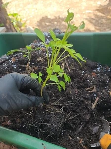 American Elderberry Tree sambucus canadensis Live Plant Fully rooted - Picture 1 of 6