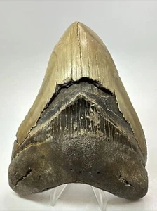 Megalodon Shark Tooth 5.46inch - Serrated - Authentic Fossil - Huge - Real 17975 - Picture 1 of 8