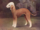 BEDLINGTON TERRIER CHARMING DOG GREETINGS NOTE CARD "SALLY OF FOXINGTON"