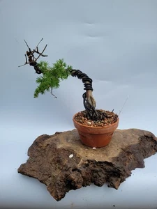 Shohin Japanese Larch Bonsai Tree | Outdoor Pre-Bonsai in Pot – Larix decidua A6 - Picture 1 of 7