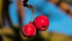 ☺30 graines de pommier sauvage / des bois / Boquettier / European crabapple / - Picture 1 of 3