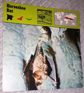 VINTAGE SAFARI ANIMAL CARD - Horseshoe Bat - 1975-1976  PRINTED IN JAPAN - Picture 1 of 4