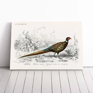 Pheasant Illustration Bird Charles D' Orbigny Canvas Wall Art Print Framed Decor - Picture 1 of 7