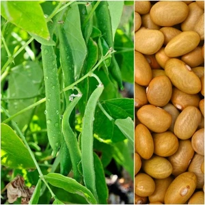 Bean Bush - Canario seeds - Picture 1 of 1