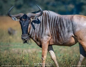 2024 ZAMBIA Africa EXCLUSIVE 16x20 CANVAS PRINT Calendar BLUE WILDEBEEST BC Mixx - Picture 1 of 2