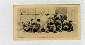 (Gd5659) Lambert & Butler, ultramar, grabados de perros, pequeños #19, 1928 en muy buen estado-excelente - Imagen 1 de 4