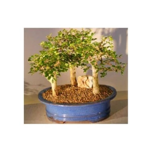Chinese Elm Bonsai Tree-Aged 3 Tree Forest Group Indoor Ulmus Parvifolia 12"H - Picture 1 of 1