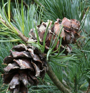 Bonsaiartige blaue Mädchenkiefer 25-30cm - Pinus parviflora - Bild 1 von 1