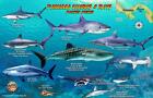 Panama Sharks & Rays Franko Maps Waterproof Fish Card