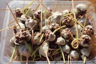 Knoblauch-Brutzwiebeln Bulbillen 15 St. Knoblauch Gewürzpflanze Kräuter Heilpfl. - Bild 1 von 2