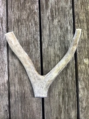 Deer Antler Dog Chew XL+ | Large Dog Chew | Naturally Shed | Whitetail Antler - Image 1 of 4