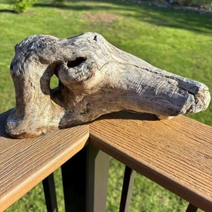 Natural Driftwood Horse Head 10x6 Unique Organic Wood Terrarium Decor - Picture 1 of 8