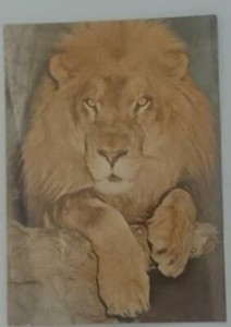 Old post card Postcard - African Lion