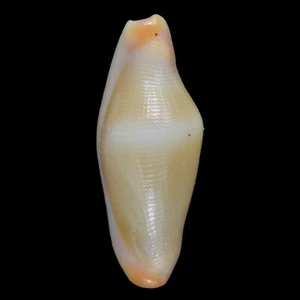 CRENAVOLVA TRAILLII Yellow (Bohol Isl., Philippines) 8.9mm #44852 - Picture 1 of 3