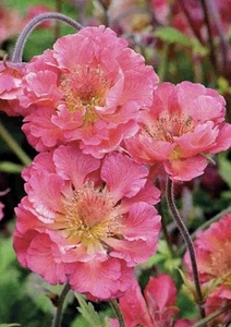 Geum Plant Pink Petticoat Perennial Plant 1 x 9cm Pot. - Picture 1 of 2
