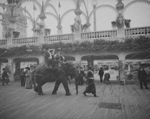 Coney Island Elephant Rides 1900s 8x10 Reprint Of Old Photo - Picture 1 of 1
