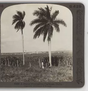 Piantagione di Zucchero Caracas Cuba Sottobosco Stereoview c1900 - Foto 1 di 4