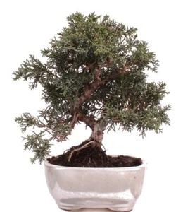 Bonsai - Juniperus chinensis 'Kyushu', Chinesischer Wacholder 225/05 - Bild 1 von 4