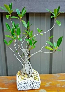 Strangler Fig Ficus Aurea known as the Florida strangler fig Bonsai Born in 1975 - Picture 1 of 4