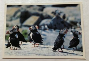 Atlantic Puffin. Postcard (R2) - Picture 1 of 2