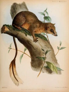 10575.Decoration Poster.Home Room wall.Art print design.Pen-tailed Tree Shrew - Picture 1 of 1