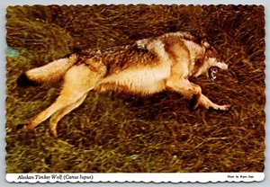 Alaskan Timber Wolf Vintage Postkarte - Wildlife Souvenir Sammlerstück unbesendet - Bild 1 von 2