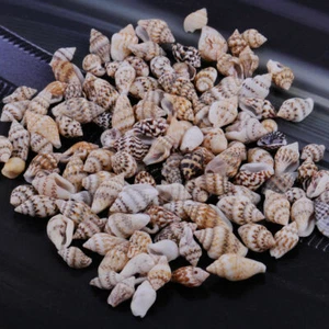 100pcs Assorted Small Sea Shells Natural Seashells Conch Crafts Bracelets Decor - Picture 1 of 2