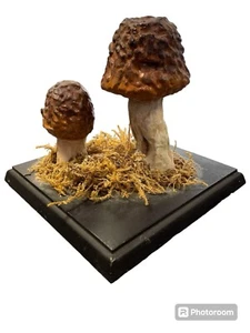 Antikes Lehrmodell Pilz Handgemalt Ca. 1900/30 Pilz Somso ? - Bild 1 von 10