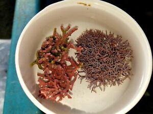 Thick AND Thin Branching Coralline Algae Frag 1″ to 2″