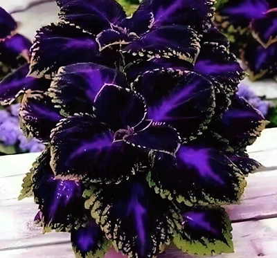 25+ Black Purple Coleus Seeds – Bold Foliage Plant – Easy-to-Grow for Garden or - Image 1 of 4